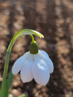 /album/rarity-a-novinky-2026-predjari/galanthus-goofrey-owen1-jpg/